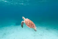 Seaturtle