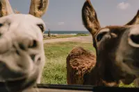 o donkeys up close by the roadside on the way to Baby Beach, Aruba