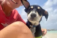 Rescue dog on Palm Beach in Aruba near Boardwalk Boutique Hotel Aruba, reflecting compassion and volunteering on the island.