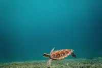 Sea turtle swimming underwater in Aruba, a popular snorkeling spot.