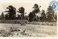 Vintage black-and-white photo of a coconut plantation in Aruba with palm trees and open fields. Our story.