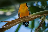 Trupial bird perched on a branch in the Boardwalk Boutique Hotel garden in Aruba