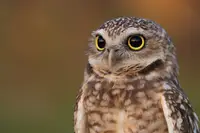 Close-up of an Aruba owl, filmed by Nathalie Clemens for the Boardwalk Boutique Hotel Aruba Artist in Residence story.