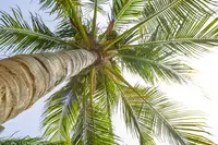 Palm trees on Palm Beach Aruba