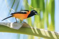 Orange-and-black bird perched on a palm leaf in Aruba, featured in Armando Goedgedrag’s Artist in Residence story at Boardwalk Boutique Hotel Aruba.