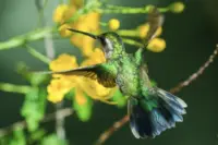 Close-up of a hummingbird hovering near yellow flowers in a tropical garden at Boardwalk Boutique Hotel Aruba.