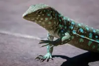 Blue spotted lizard in Aruba, featured in Armando Goedgedrag’s Artist in Residence story at Boardwalk Boutique Hotel Aruba.
