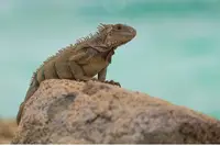 Iguana resting on a rock in Aruba, filmed by Nathalie Clemens for the Boardwalk Boutique Hotel Aruba Artist in Residence story.