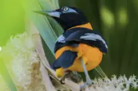 Close-up of a yellow-and-Trupiaal bird perched on a branch in the tropical garden at Boardwalk Boutique Hotel Aruba.