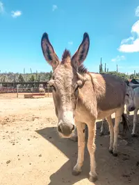 Donkey scantuary