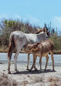 Wild donkeys 