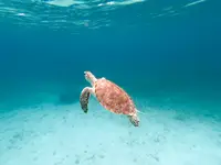 Seaturtle