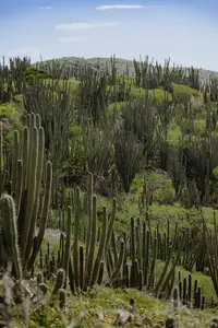 Cactus-filled landscape in Arikok National Park Aruba, showcasing the island’s desert nature near Boardwalk Boutique Hotel Aruba.