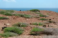 Natural landscape and wildlife in Arikok National Park Aruba, visited while staying at Boardwalk Boutique Hotel Aruba.