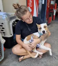 Foster dog volunteering in Aruba with Luuk Loo, supported by compassionate community efforts and Boardwalk Boutique Hotel Aruba.