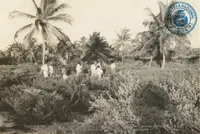 Historic photo of the coconut plantation in Aruba that became Boardwalk Boutique Hotel Aruba.