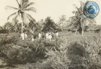 Historic photo of the Boardwalk coconut plantation in Aruba.