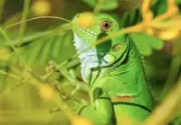 Green iguana in tropical foliage in Aruba, featured in Armando Goedgedrag’s Artist in Residence story at Boardwalk Boutique Hotel Aruba.