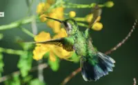 Close-up of a hummingbird hovering near yellow flowers in a tropical garden at Boardwalk Boutique Hotel Aruba.