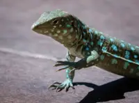 Blue spotted lizard in Aruba, featured in Armando Goedgedrag’s Artist in Residence story at Boardwalk Boutique Hotel Aruba.
