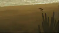 Bird flying at sunset in Aruba, captured by Nathalie Clemens for the Boardwalk Boutique Hotel Aruba Artist in Residence story.