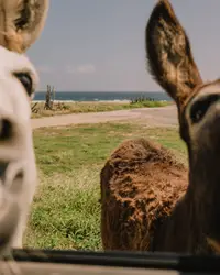 o donkeys up close by the roadside on the way to Baby Beach, Aruba