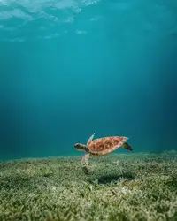 Sea turtle swimming underwater in Aruba, a popular snorkeling spot.