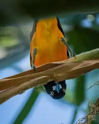 Trupial bird perched on a branch in the Boardwalk Boutique Hotel garden in Aruba
