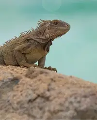 Iguana resting on a rock in Aruba, filmed by Nathalie Clemens for the Boardwalk Boutique Hotel Aruba Artist in Residence story.